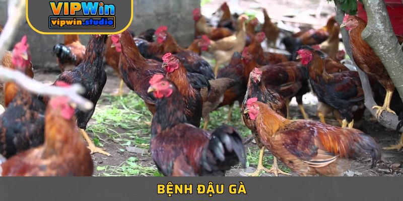 Bệnh Đậu Gà Và Cách Điều Trị Giúp Gia Cầm Luôn Khỏe Mạnh 1 Bệnh Đậu Gà Và Cách Điều Trị Giúp Gia Cầm Luôn Khỏe Mạnh