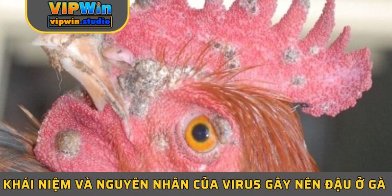 Khái niệm và nguyên nhân của virus gây nên đậu ở gà Khái niệm và nguyên nhân của virus gây nên đậu ở gà