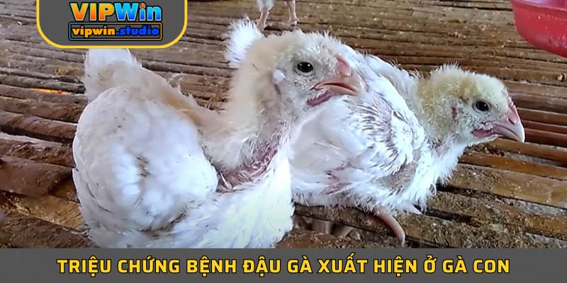 Triệu chứng bệnh đậu gà xuất hiện ở gà con Triệu chứng bệnh đậu gà xuất hiện ở gà con